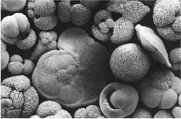 cocolithophores and foraminifera