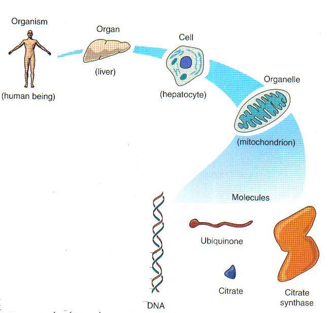 Biochemistry uses tools of chemistry to explain life on molecular level Approach : reductionism Living organism cells organelles/membranes molecules Molecules composition??? function??? structure (3D)?
