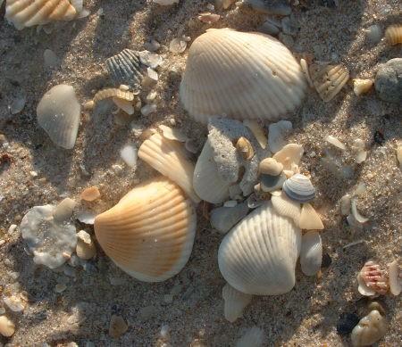 Inorganic carbon Seashells