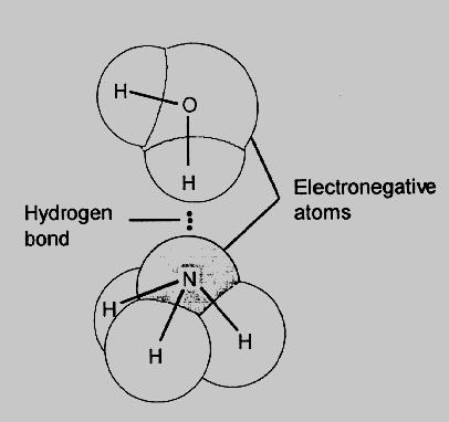 31 HYDROGEN BOND (dotted line) ELECTRONEGATIVE ATOMS (electron-loving) V. Hydrogen Bonding.