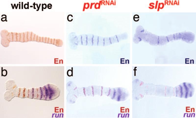 Fig. 3. Tc-En staining reveals pair-rule defects in severely affected secondary T. castaneum pair-rule gene RNAi embryos. (a) Sixteen Tc-En stripes are visible in this fully elongated WT germ band.