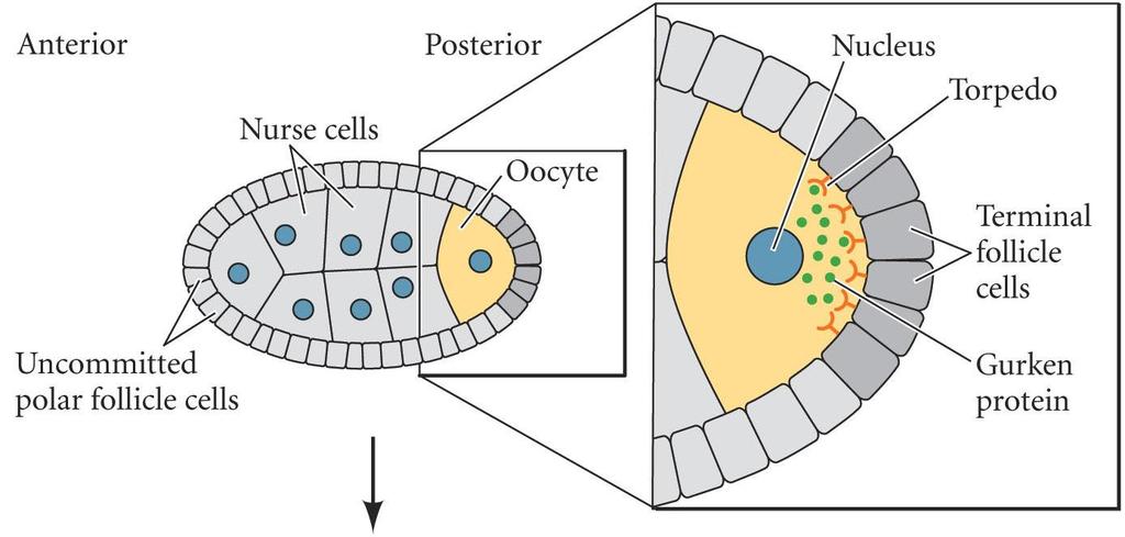 Anterior Posterior Axis Formation nurse cells synthesize gurken gene (FGF homologue) transported to oocyte nucleus localized between nucleus and cell membrane