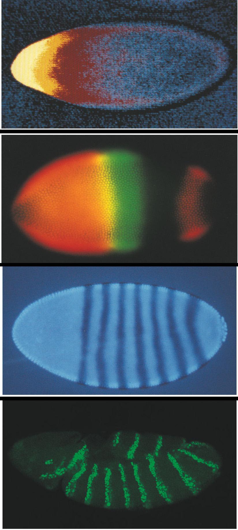 Anterior Posterior Body Plan Drosophila use a hierarchy of ge