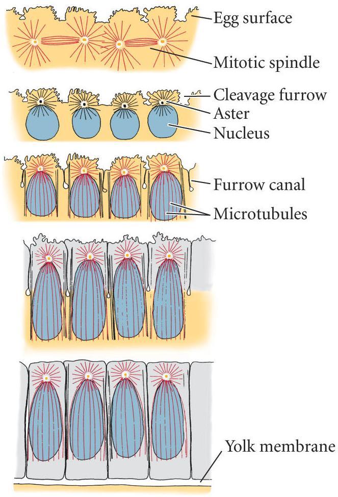 Cleavage Superficial cleavage zygotic nucleus undergoes 8 divisions (256 nuclei) nuclei migrate to