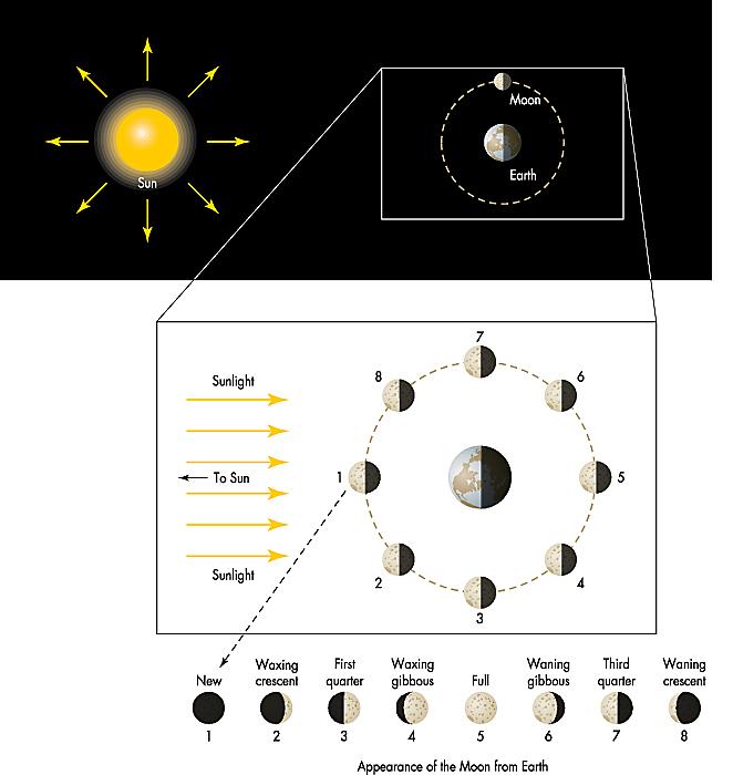 Phases of the Moon Activity with styrofoam balls (Moon) and light (Sun) 1. Your head is the Earth 2. Moon orbits in counter-clockwise direction 3.