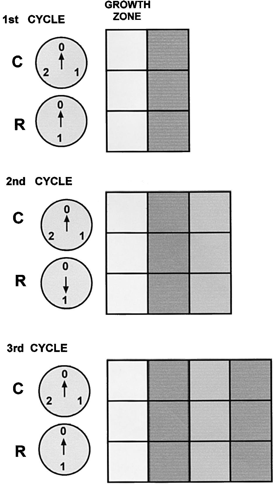 Salazar-Ciudad et al. Evolution of segmentation mechanisms 99 Fig. 2.