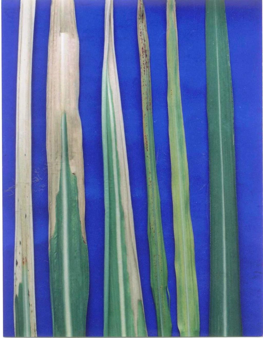 Plate- 1: Sugarcane leaf burning due to high