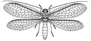 features Head Thorax Wing appearance SA WA I SPY Section 4 No. of wing pairs No. of legs Mouthparts Antennae Lifecycle: incomplete metamorphosis.