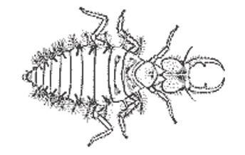 Larval Forms Body region features Lifecycle General shape &/or other useful features Insect type Order (O) Page number I SPY Section 4 Head Thorax Abdominal appearance No. of proleg pairs No.