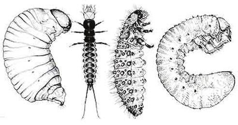 Lifecycle: complete metamorphosis. Typically 4 distinct larval shapes. Some very mobile, others less so. Can often see the shape of legs and other features in pupae.