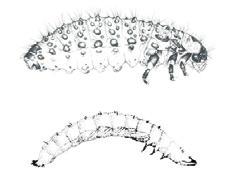 Beetle larvae to main families Body characteristics C -shaped. Swollen rear end (of abdomen) Predatory (campodeiform). Head oriented forward. Large mouthparts. Well-developed legs Usually long body.