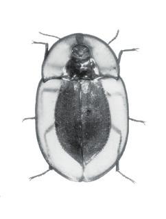 Beetles (adults) to main families/species Body shape Very distinct constriction between body parts hot water bottle shape. Large mouthparts directed forward Carabid (Carabidae) page 33 SA p.139; WA p.