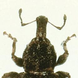 Flicks up and makes click sound when on its back Flat No points on ends of thorax Head region with a snout. Bent antennae on snout Weevils Go to page 28 Spurs on legs.