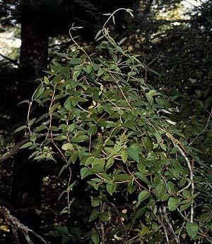 Parasitism Dogwood tree is