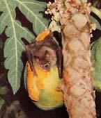 A fruit bat eating a papaya Herbivory: A primary
