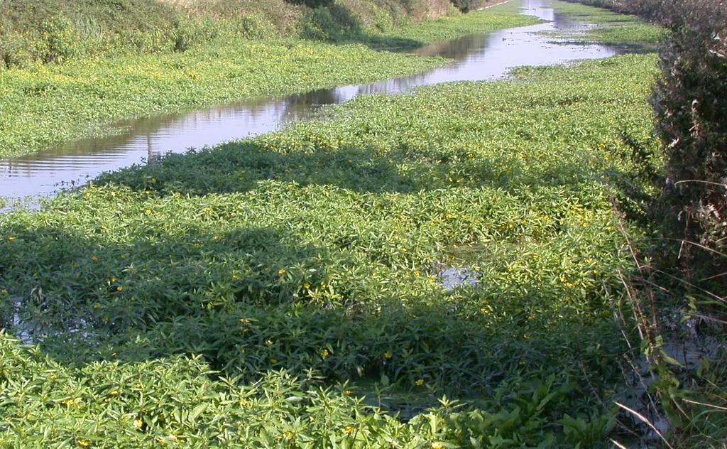 Water primrose Ludwigia grandiflora Total cost of eradicating the outbreaks estimated at