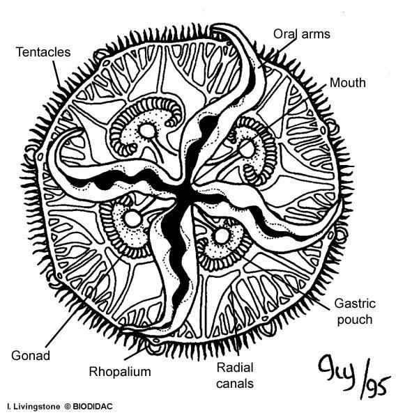 Rhopalia (-ium) Sensory organs (rhopalia) of medusae Statocysts: balance organs Orientation in water