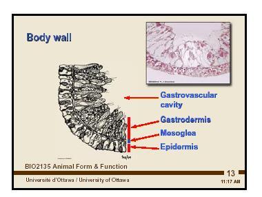 = Gastrovascular Cavity Epithelial layer of a cnidarian showing the
