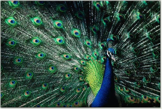 Peacock speading its feathers.