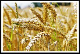 Deterministic Is this a picture of a wheat