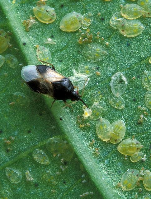 Do Orius play a role in protecting agronomic crops? Predation on European corn borer (ECB) and corn earworm (CEW) in corn. The ECB and CEW are important corn pests. The ability of O.
