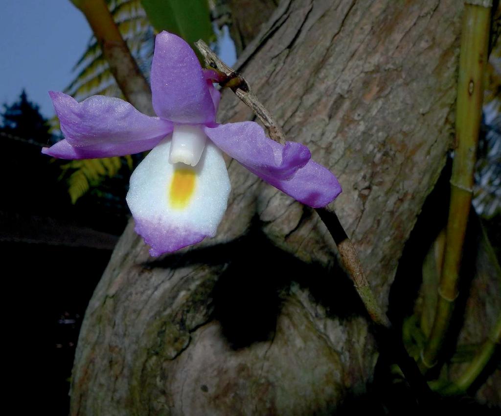 Internet Vol. 6 1 OrchideenJournal (section Pedilonum, Orchidaceae), a new species from Sumatra Lina S.