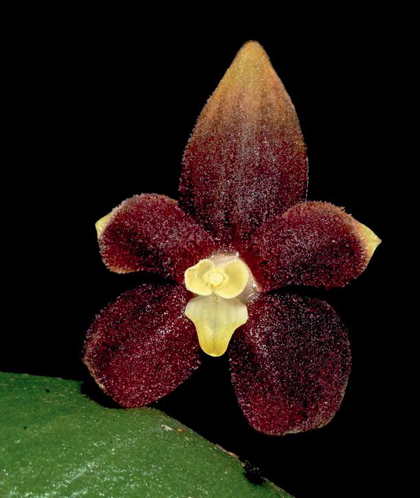 OrchideenJournal Internet Vol. 6 1 Pleurothallis ramiromedinae Thoerle & Hirtz (Pleurothallidinae; Orchidaceae), a new species from Colombia and Ecuador Lisa Thoerle Alexander C.