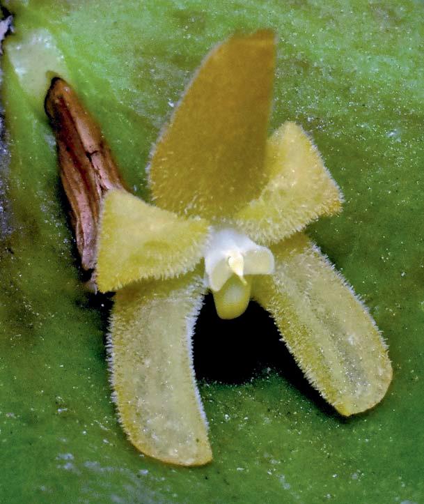 Pleurothallis ramiromedinae is similar to P. perijaënsis of Pleurothallis subsect. Macrophyllae-fasciculatae, but differs by sepals and petals that are coarsely pubescent, vs.