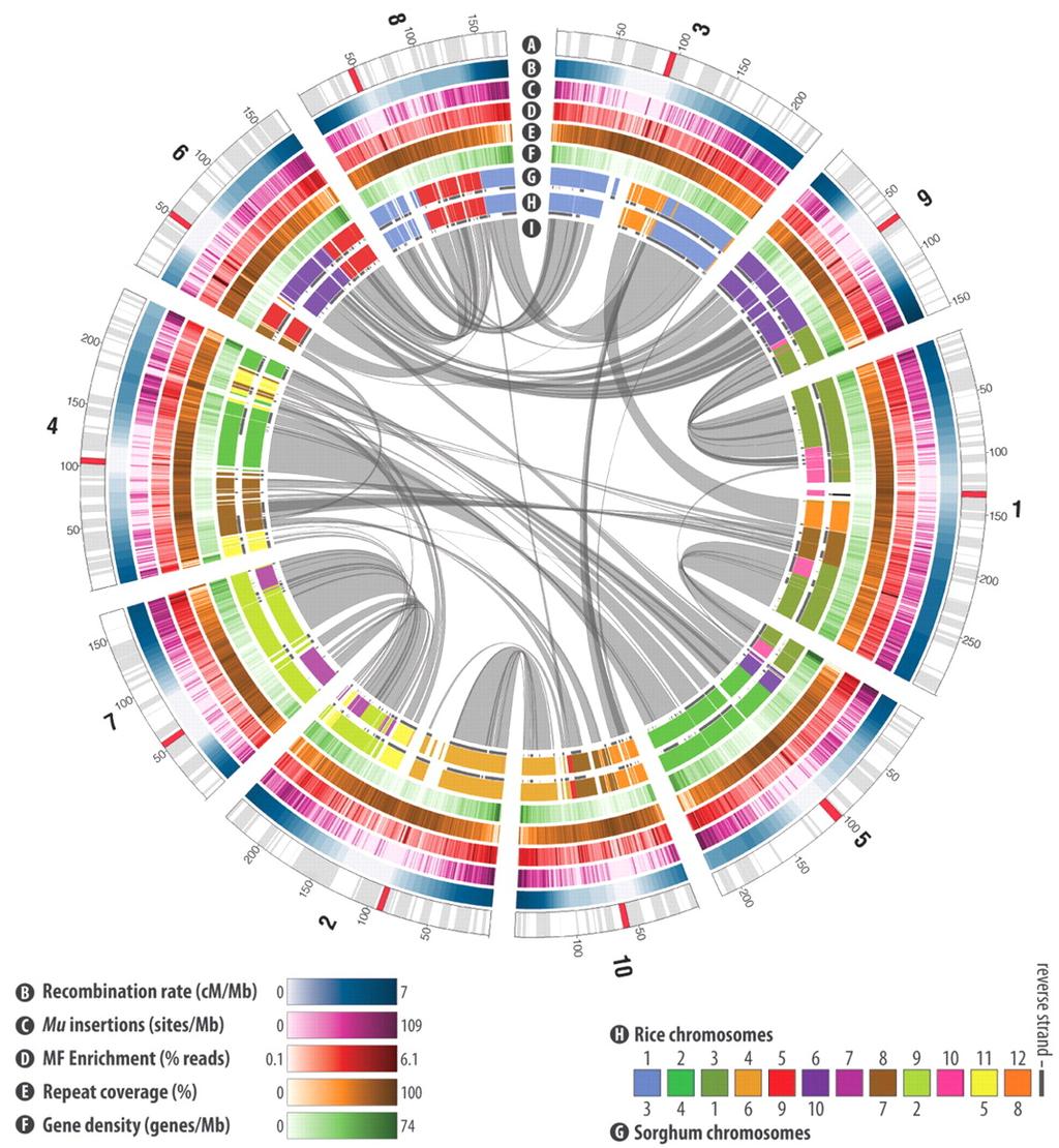 Maize genome 2 x 109 bp from Schnable PS et al. 2009 Science 326:1112-1115.