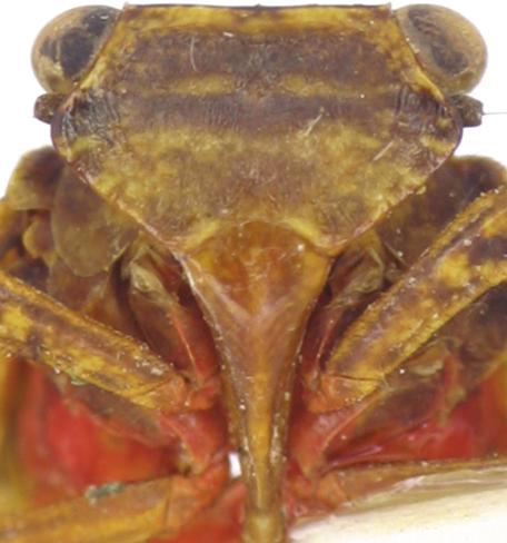 Le genre Amychodes Karsch, 1895 (Homoptera: Fulgoromorpha: Eurybrachidae). Bulletin de l In-stitut royal des Sciences naturelles de Belgique, 74: 11 28. Constant, J. 2005a.