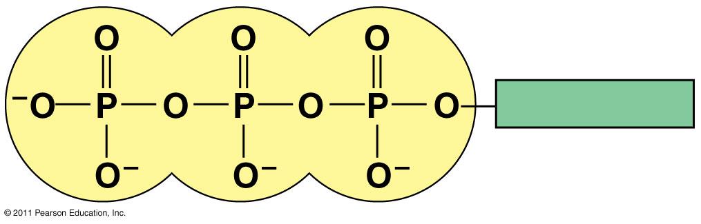 ATP: An Important Source of Energy for Cellular Processes One phosphate molecule, adenosine triphosphate (ATP), is the primary