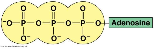 ATP, the (potential chemical) energy of the cell One phosphate molecule, adenosine triphosphate (ATP), is the primary