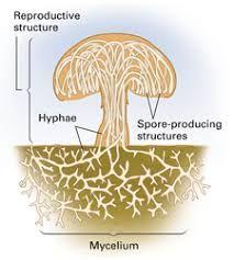 6 Lots of Fun(gi)! What are some characteristics of fungi? Fungi are spore-producing organisms that absorb nutrients from the environment.