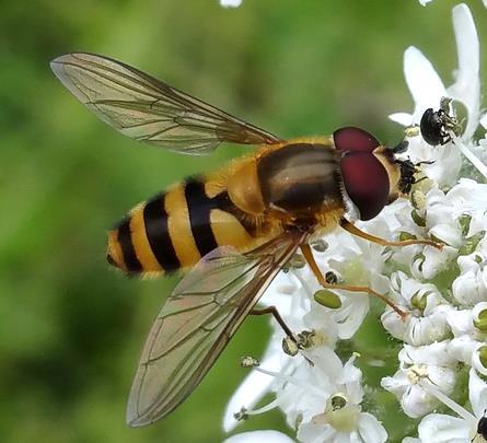 Typical black and yellow striped hoverfly (left: Epistrophe