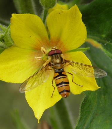 Hoverfly examples (Diptera: Syrphidae) There are many species of