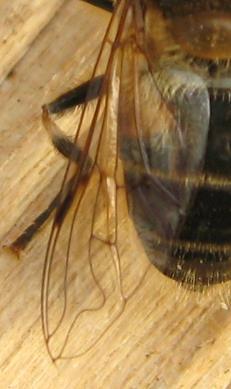 antennae and eyes FIT count category: Hoverfly Volucella bombylans Photo