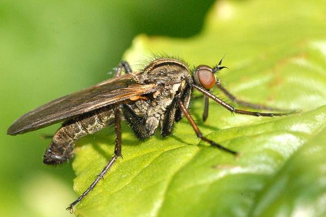 bristly on body and legs: Yellow Dung-fly Scathophaga