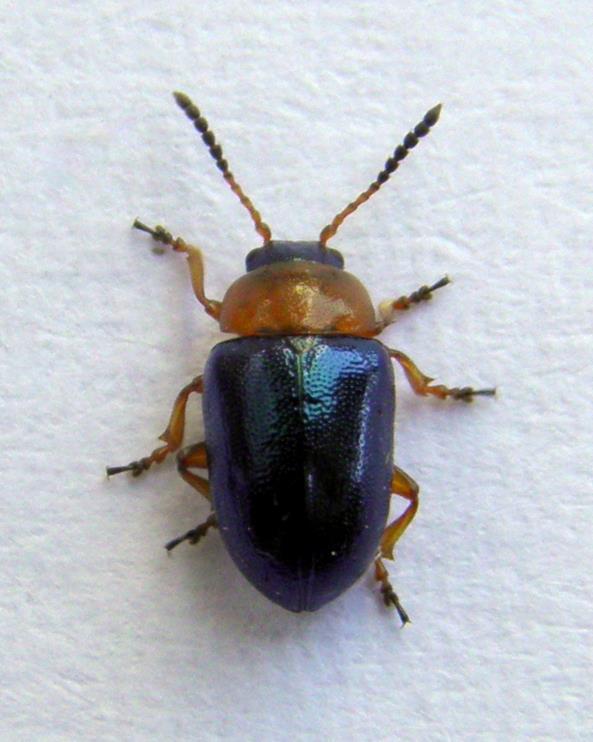 Beetle (Coleoptera) or true bug (Hemiptera: Heteroptera)?