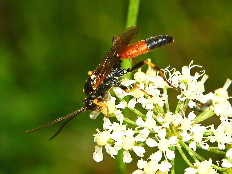 Ichneumon wasps (Hymenoptera) Sometimes called ichneumon flies but these are wasps and should be counted as wasps An
