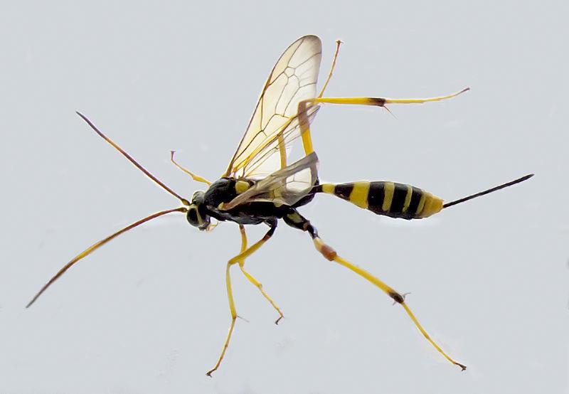 An ichneumon wasp (family Ichneumonidae) Photo Hectonichus/Wikimedia Commons antennae are long with many small segments