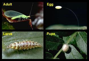 mealybugs, scales, thrips, and whiteflies