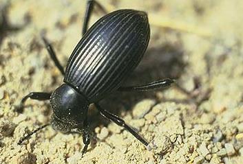 Natural Enemies Ground beetles Voracious predator of