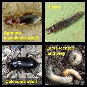 vine borers, aphids and more Plant: perennials to provide