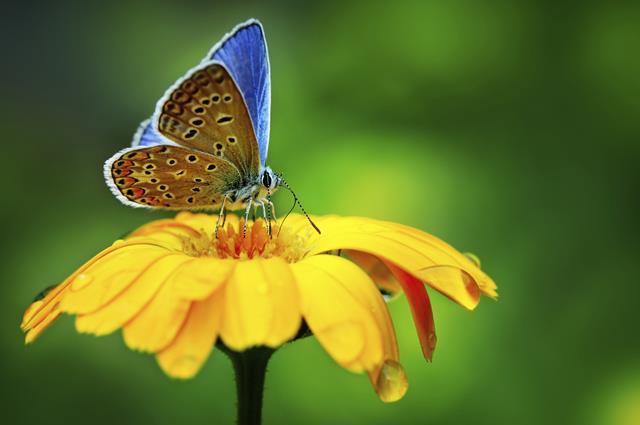 Pollinators Butterflies and Moths