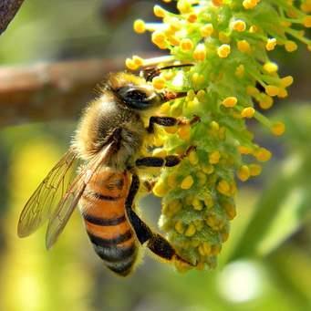 Pollinators Honey bees