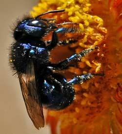 Pollinators Attributes: Primarily gathers pollen not nectar Orchard Mason Bees The Super Pollinator 90 time more effective than honey bees for pollination Only