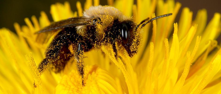 Pollinators Pollen Sperm cells of plants Provides vital