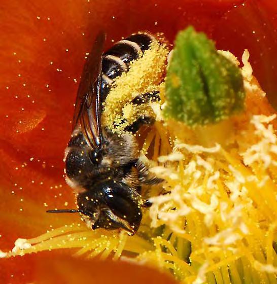 Types of Wild Bees Mason bees,