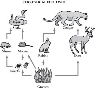 Food Chains & Food Webs Diagram 1 Diagram 2 21. How many producers are in the food web shown in diagram 1? A. 0 B. 1 C. 2 D. 3 22.