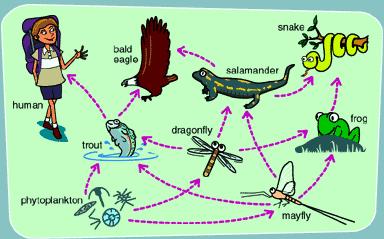 What would eventually happen to the snake population if an insecticide was sprayed in this ecosystem? A. It would increase B. It would decrease C. It would stay the same D.